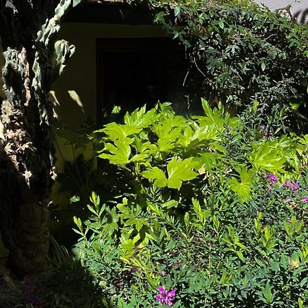 Loquat House Nel Giardino Segreto In Zona Vaticano Rome Buitenkant foto